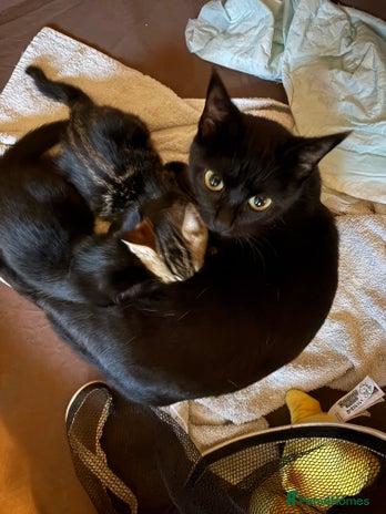 Mixed Breed cats Kittens - Advert 1