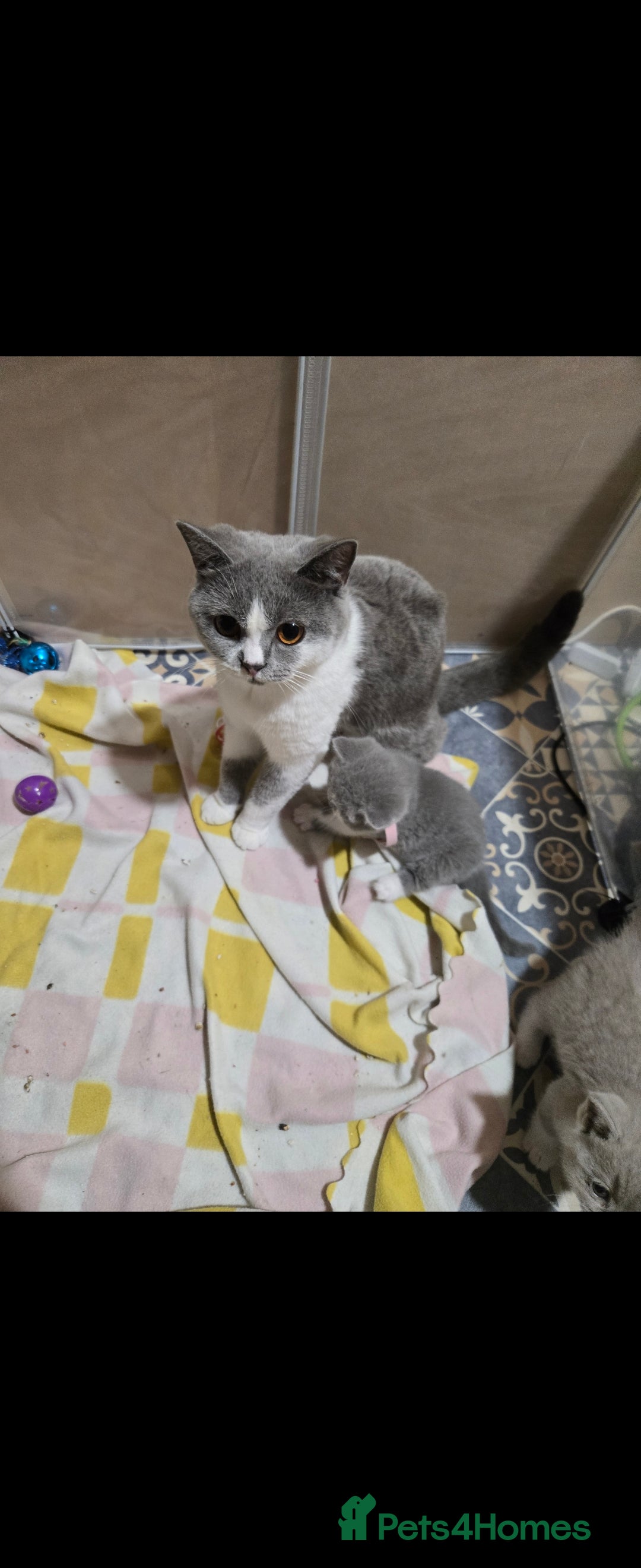 British Shorthair cats for sale: British short hair boy ready now - Image 11