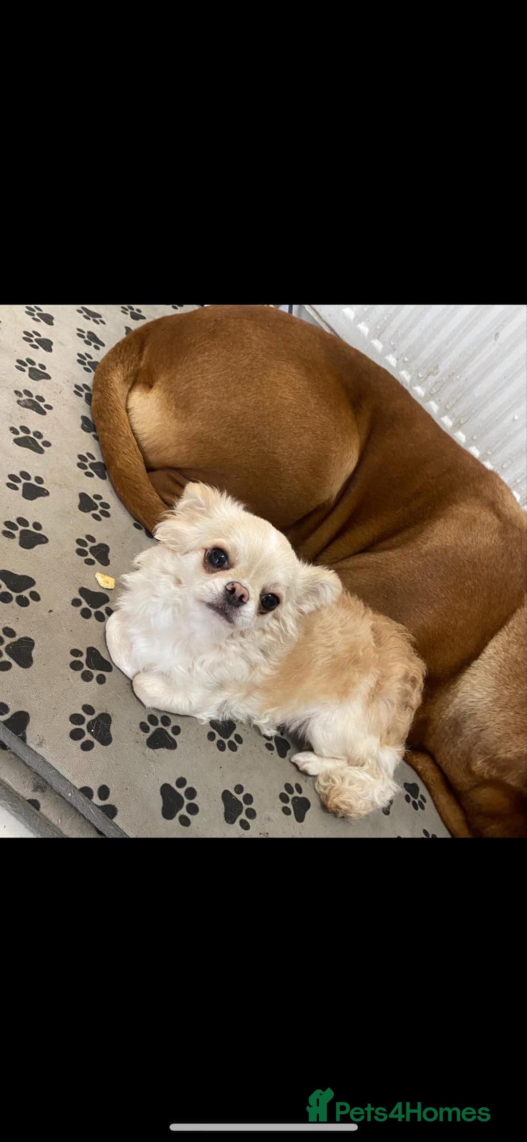 Chihuahua dogs for sale: Gorgeous KC boy for sale 😍 - Advert 5