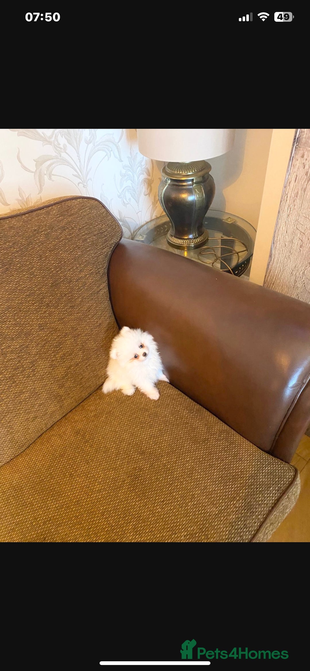 Pomeranian dogs for sale: KC White Pomeranian polar bears 🐻‍❄️  - Image 2