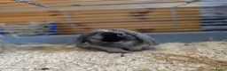 Mini Lion Lop rabbits for sale: 12 week old male rabbit  - Advert 5