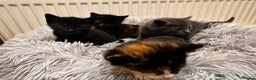 Mixed Breed cats for sale: 4 beautiful kittens - Advert 11