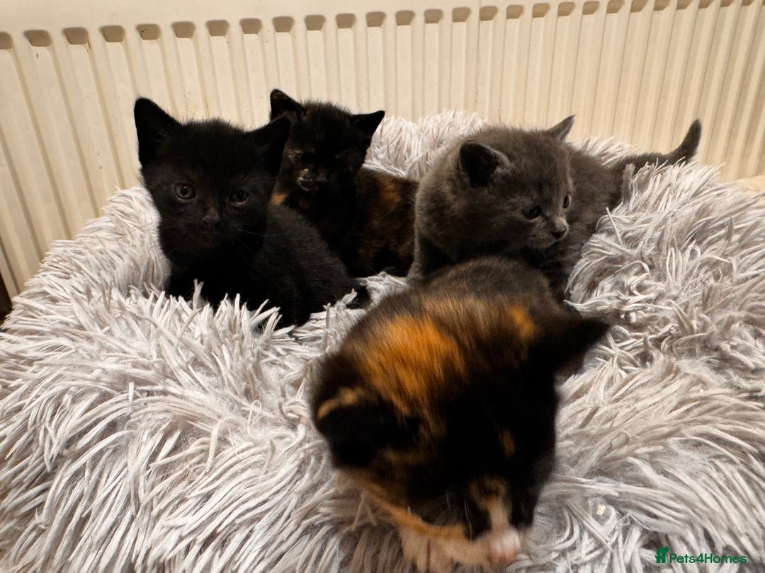 Mixed Breed cats for sale: 4 beautiful kittens - Advert 11