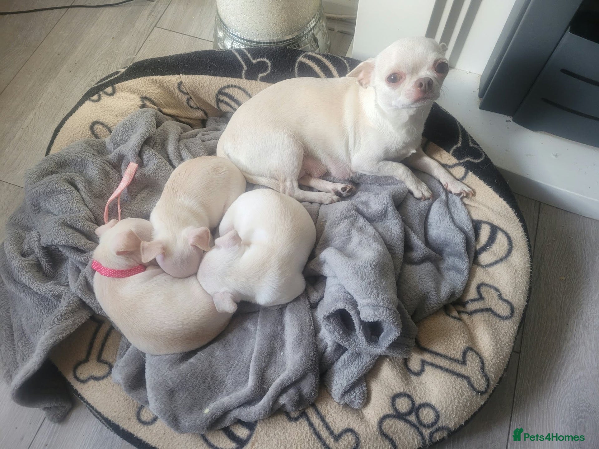 Chihuahua dogs for sale: 3 little pups  - Advert 8