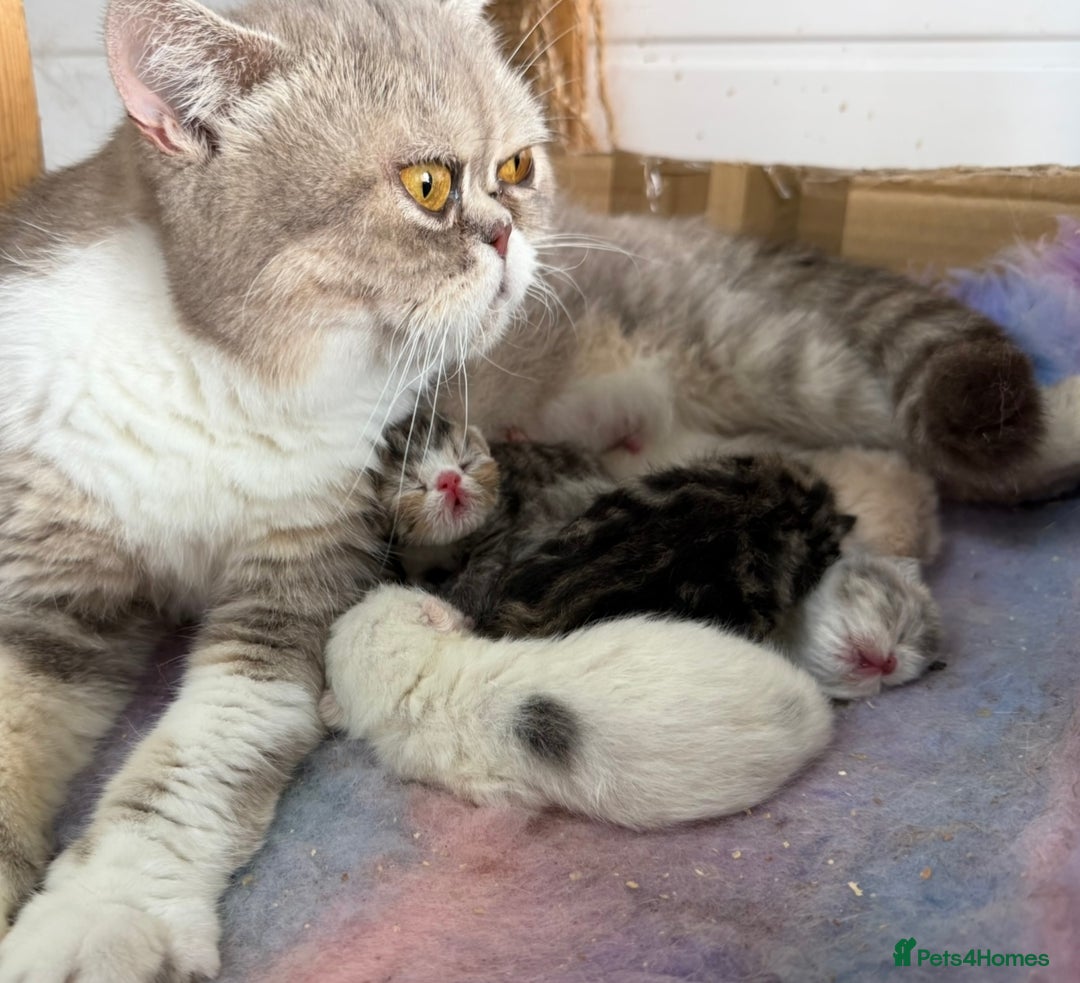 Exotic cats for sale: 4 beautiful exotic shorthair girls  - Image 26