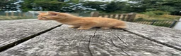 Mixed Breed cats for sale: Ginger Kittens for sale! Ready now!  - Advert 8