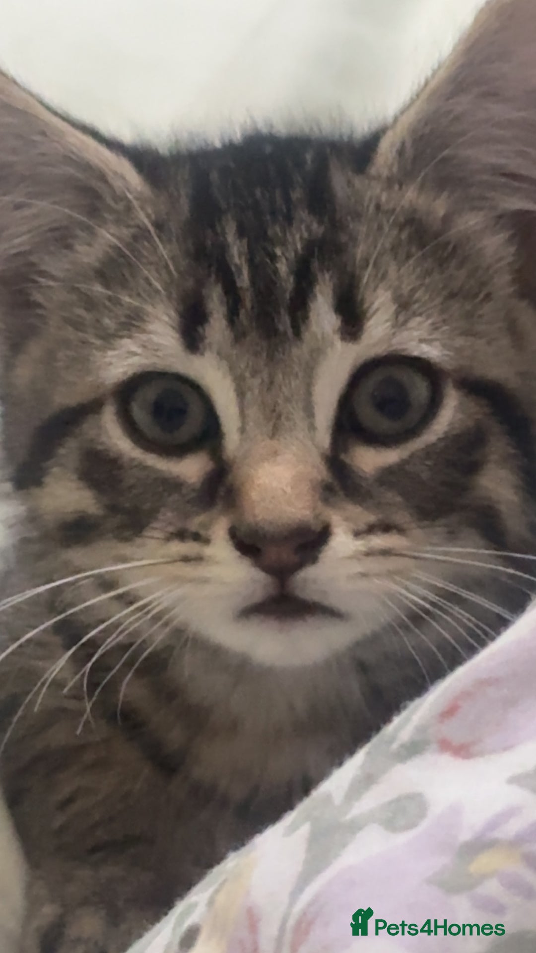 American Shorthair cats for sale: kitten for sale - Advert 5