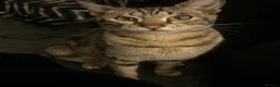 Savannah cats for sale: Savannah and Bengal hybrid kittens  - Advert 1