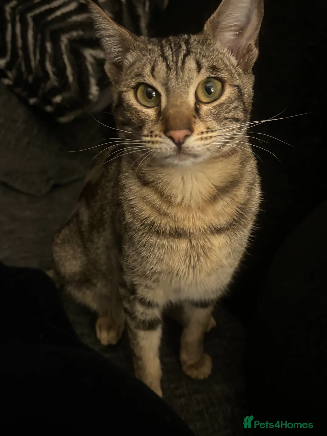 Savannah cats for sale: Savannah and Bengal hybrid kittens  - Advert 1