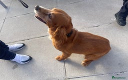 Cocker Spaniel dogs for sale: 10 year old cocker spaniel  - Image 2