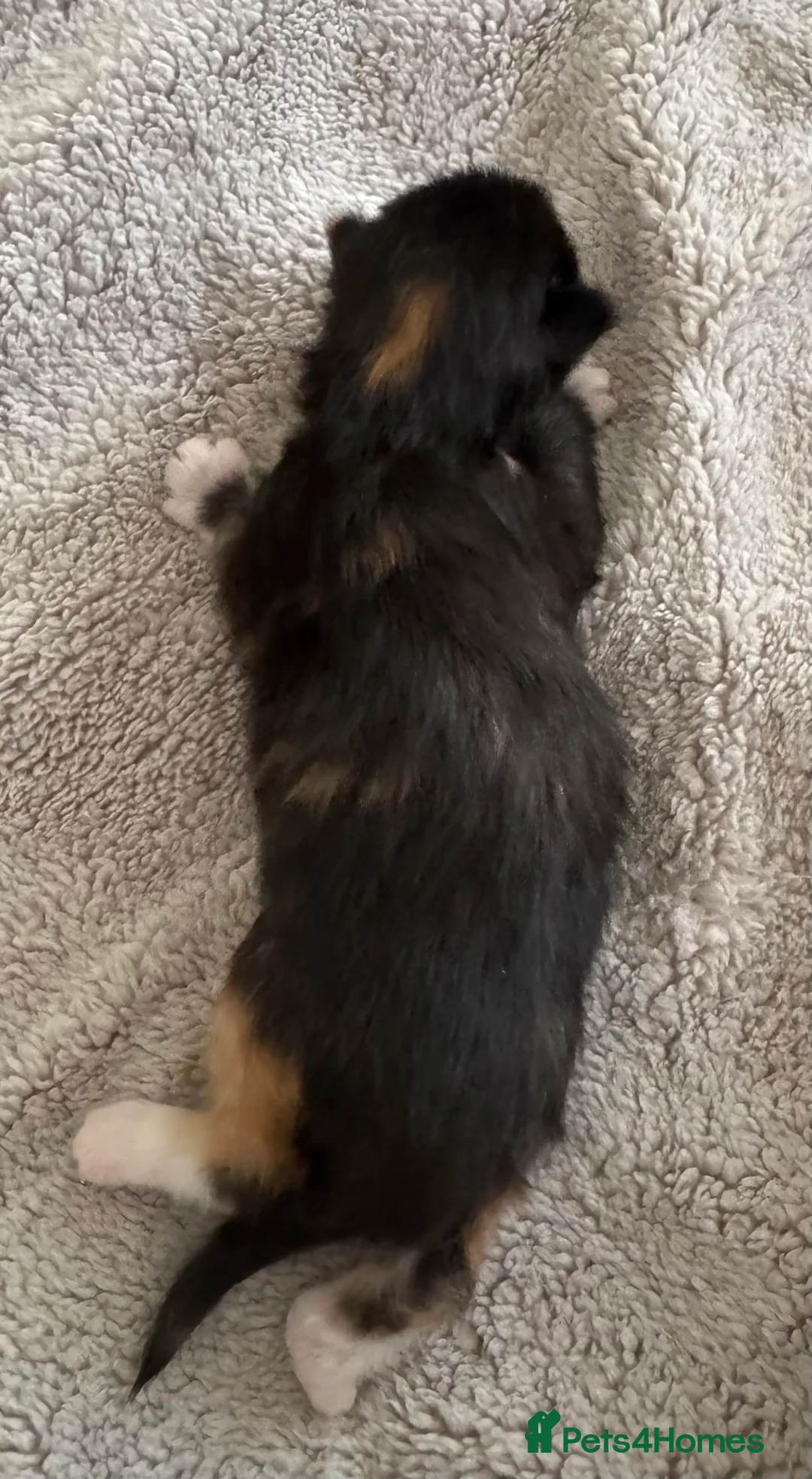 Maine Coon cats for sale: A stunning litter of Maine coon kittens  - Advert 11