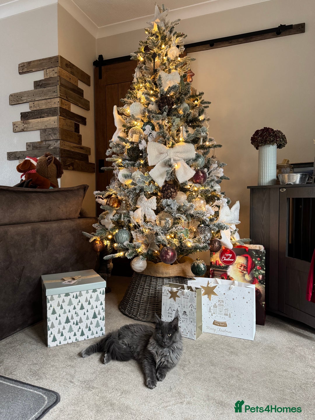 Maine Coon cats for sale: BlueSmoke Male Maine Coon🐾TICA Reg! ACTIVE!!  - Advert 15