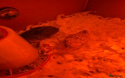 Quail poultry for sale: 2 chick quails for sale 2 for £8 with equipment  - Advert 2