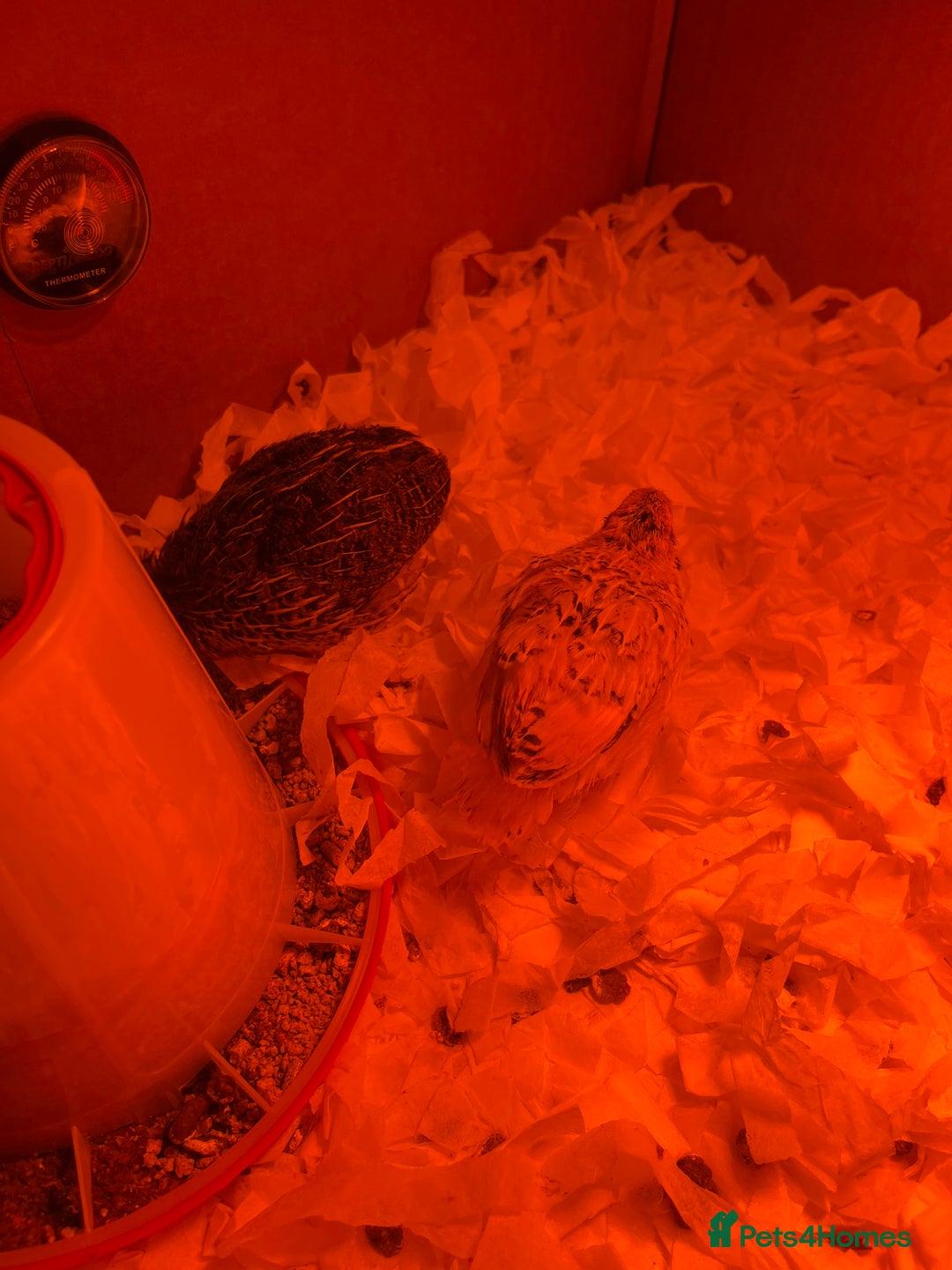 Quail poultry for sale: 2 chick quails for sale 2 for £8 with equipment  - Advert 2