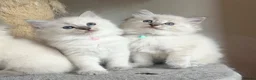 Ragdoll cats for sale: TICA Registered - Affectionate, Fluffy, Cuddly - Advert 3