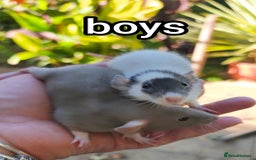 Rat rodents for sale: Male and female Dumbo rats - Image 3