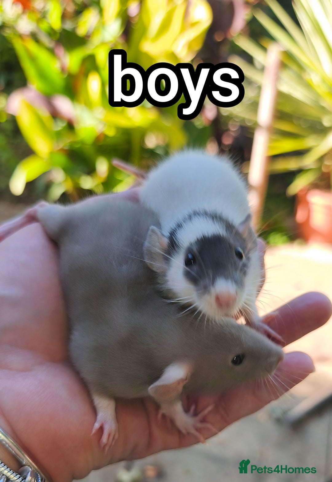 Rat rodents for sale: Male and female Dumbo rats - Image 3
