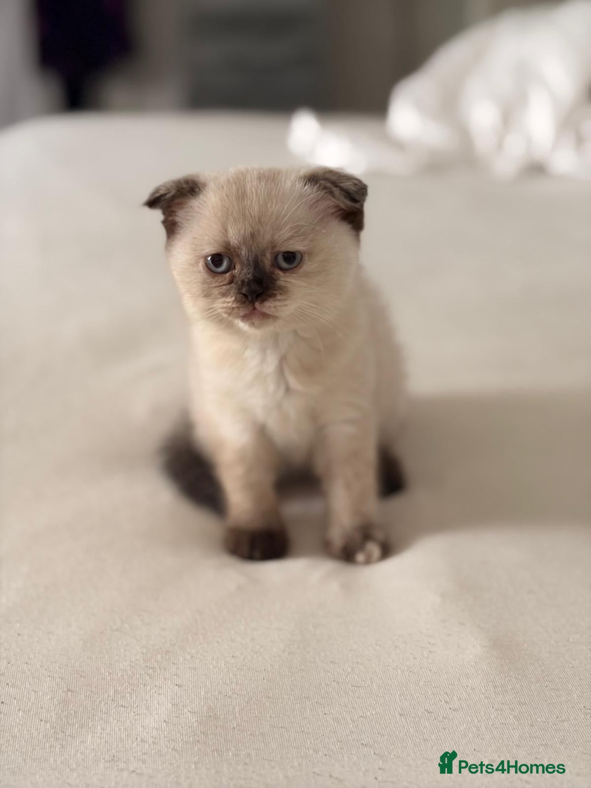 Scottish Fold cats     Meet Our 4 Sweet Scottish Fold Kittens - Advert 3