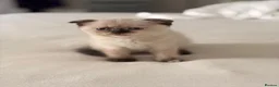 Scottish Fold cats for sale:     Meet Our 4 Sweet Scottish Fold Kittens - Advert 4