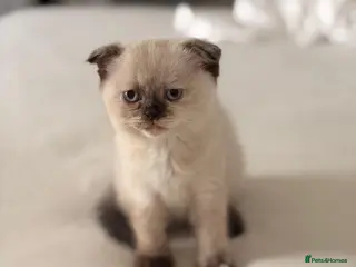 Scottish Fold cats Meet Our 4 Sweet Scottish Fold Kittens - Advert 3