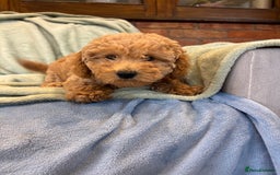 Mixed Breed dogs for sale: Adorable Cairnnoodle Puppies  - Image 4