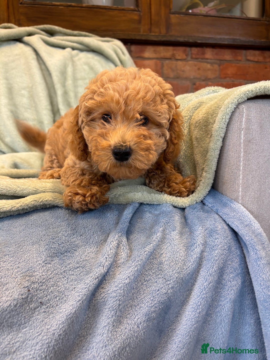 Mixed Breed dogs for sale: Adorable Cairnnoodle Puppies  - Image 4