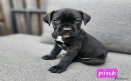 Cane Corso dogs for sale: 💜 gorgeous cane corsos puppies 💜ready in 3 weeks - Image 23