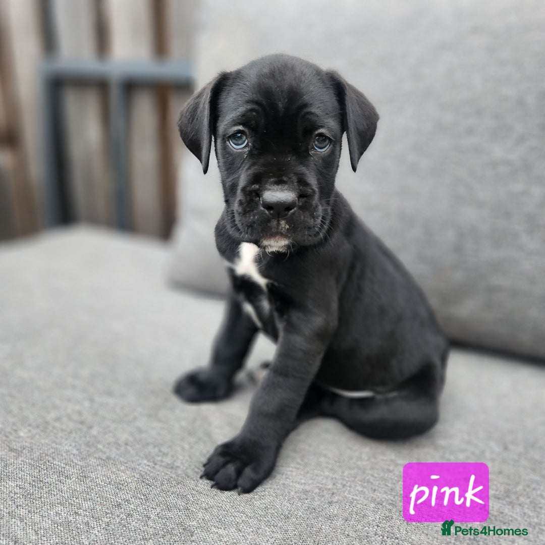 Cane Corso dogs for sale: 💜 gorgeous cane corsos puppies 💜ready in 3 weeks - Image 23