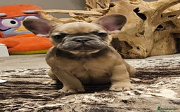 French Bulldog dogs for sale: Blue Fawn French Bulldog Puppy Girl - Advert 7