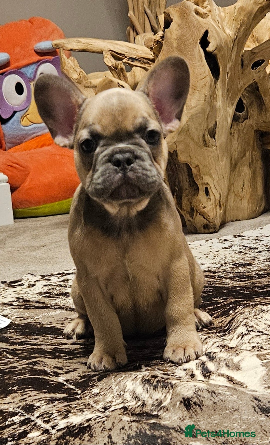 French Bulldog dogs for sale: Blue Fawn French Bulldog Puppy Girl - Advert 7