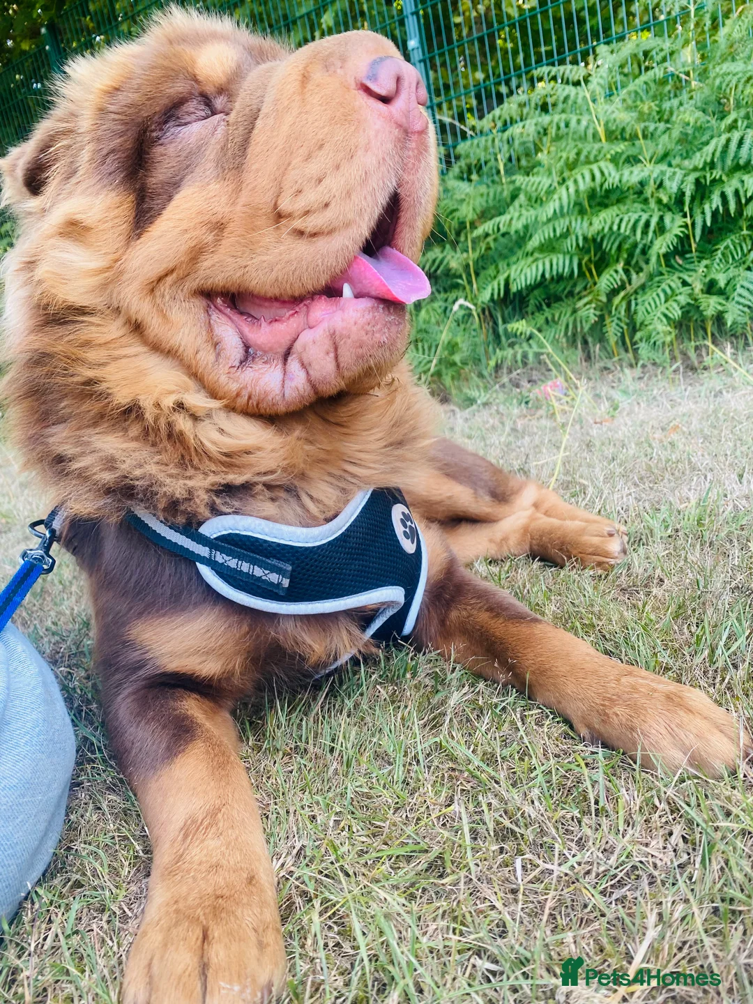 Shar Pei dogs for stud: Choc and tan top quality Sharpei stud  - Advert 8