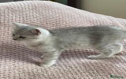 British Shorthair cats for sale: READY NOW ☺️4 British short hair & Ragdoll kittens - Image 32