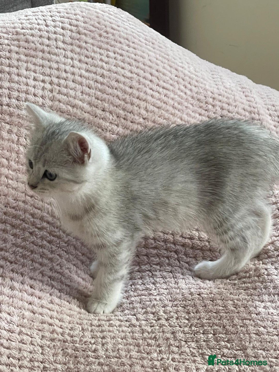 British Shorthair cats for sale: READY NOW ☺️4 British short hair & Ragdoll kittens - Image 32