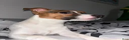 Jack Russell dogs for stud: Purebred Jack Russell Available for Stud - Advert 7