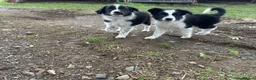 Border Collie dogs for sale: 2 border collie Pups- Ready to go now! - Advert 23