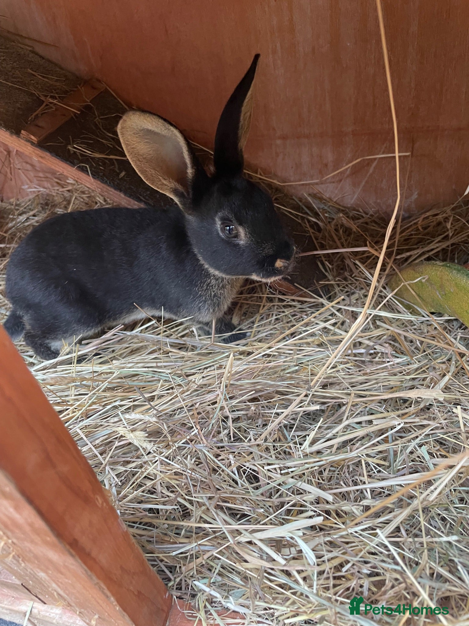 Mini Lop rabbits Baby otter Rex  - Advert 18