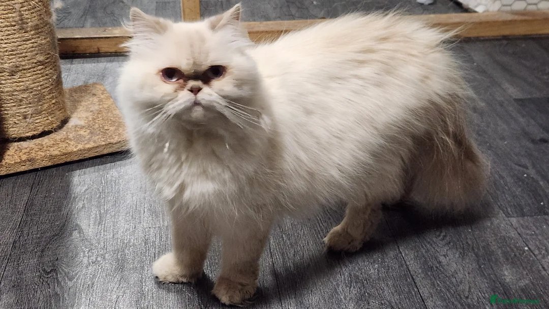 Persian cats for sale: Persian Queen, GCCF Active - Advert 1