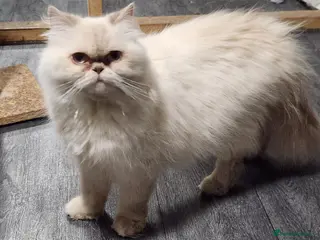 Persian cats Persian Queen, GCCF Active - Advert 1