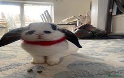 Mini Lop rabbits for sale: Mistach - Image 4