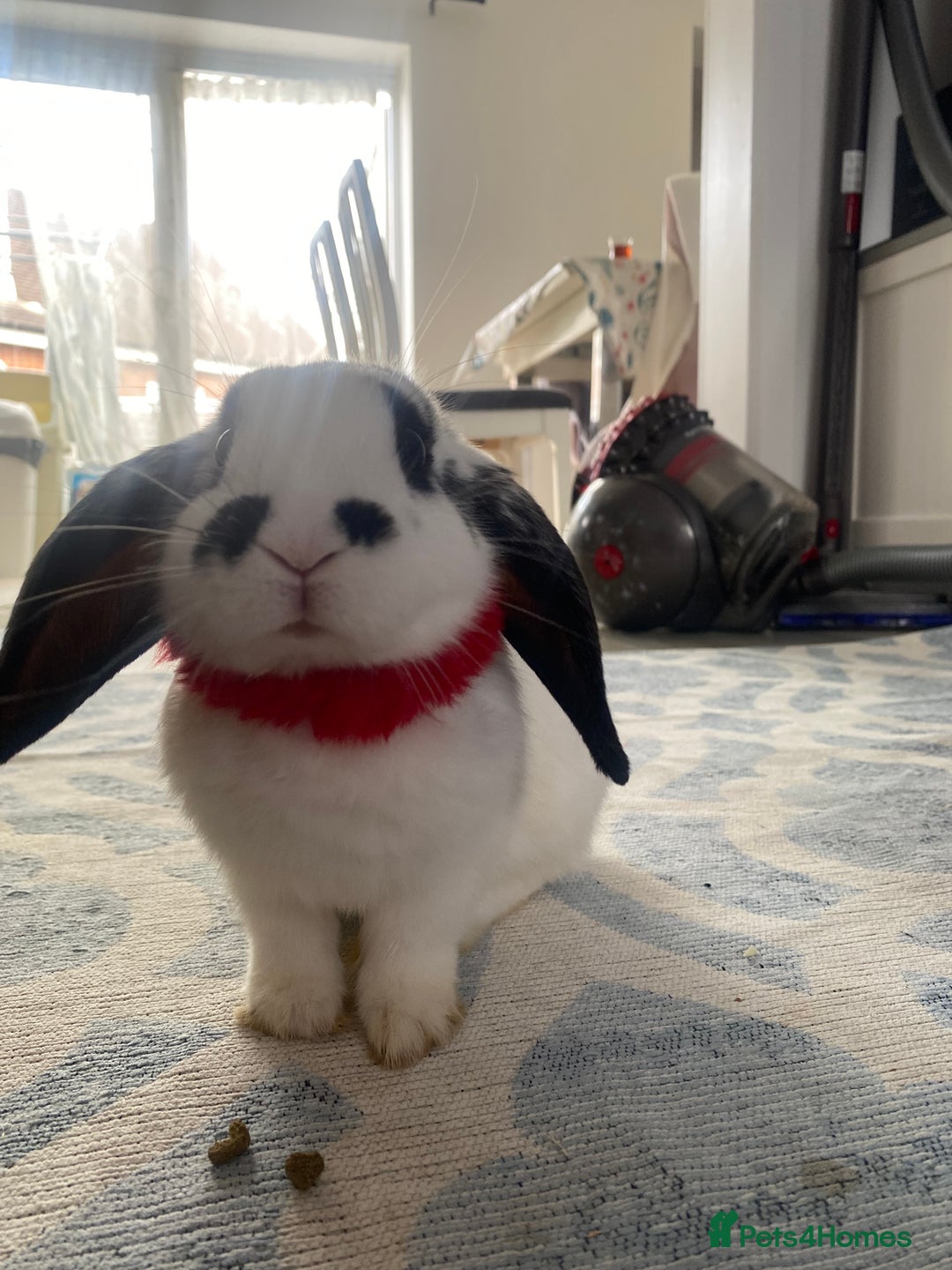 Mini Lop rabbits for sale: Mistach - Image 4