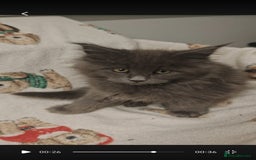 Maine Coon cats for sale: Beautiful Maine coon kittens - Image 13