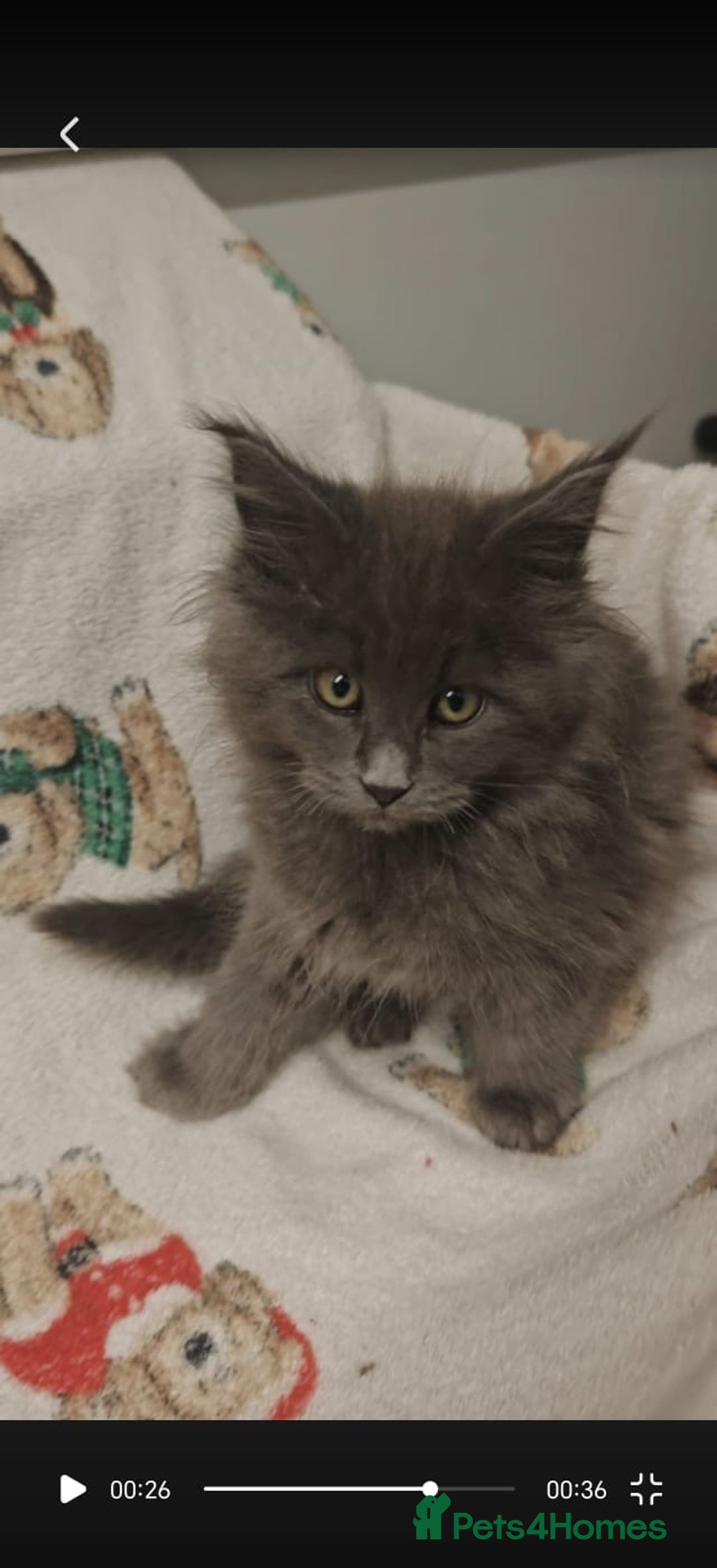Maine Coon cats for sale: Beautiful Maine coon kittens - Image 13