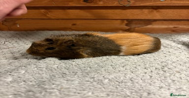 Guinea Pig rodents - Advert 15