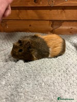 Guinea Pig rodents - Advert 15