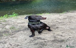 Labrador Retriever dogs for stud: Chocolate Labrador for stud - Image 1
