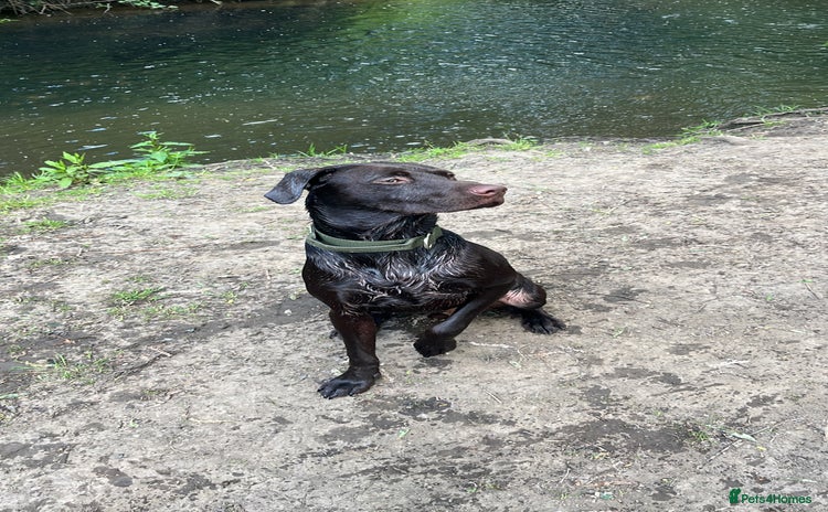 Labrador Retriever dogs - Advert 3
