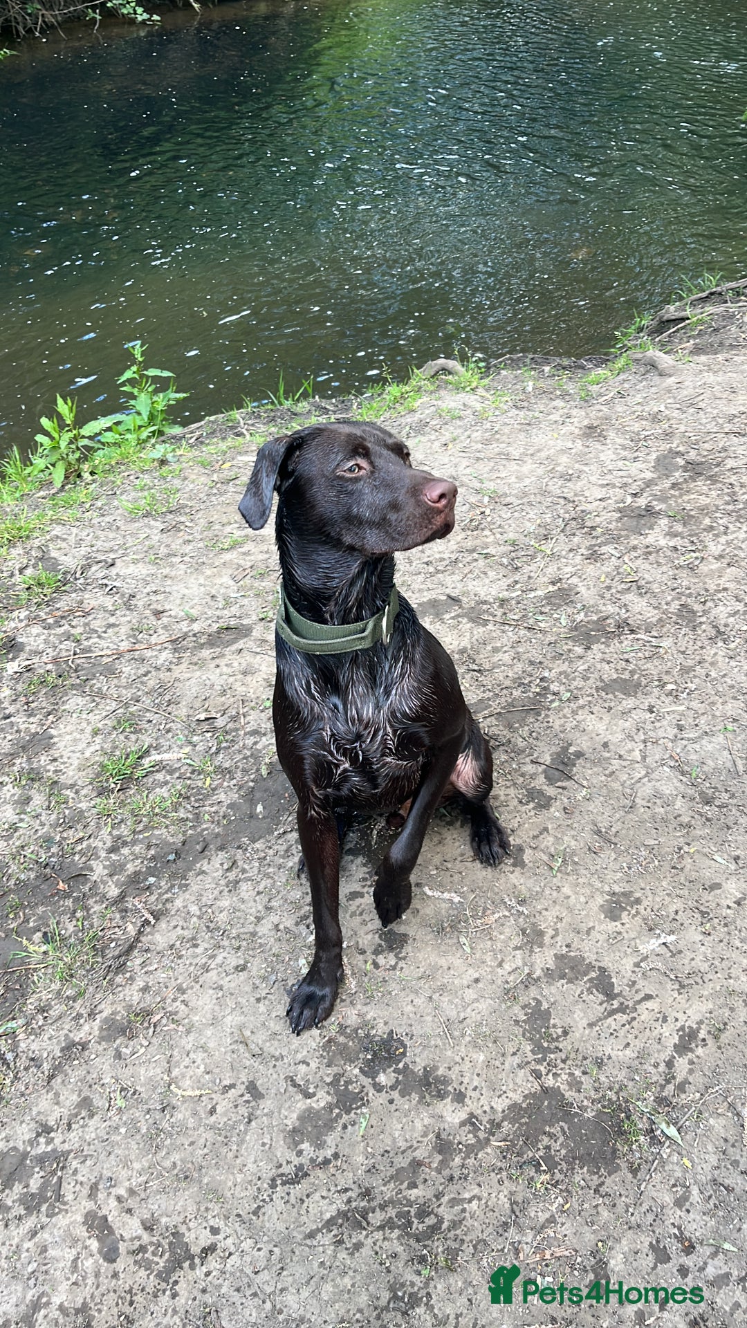 Labrador Retriever dogs for stud: Chocolate Labrador for stud - Image 1