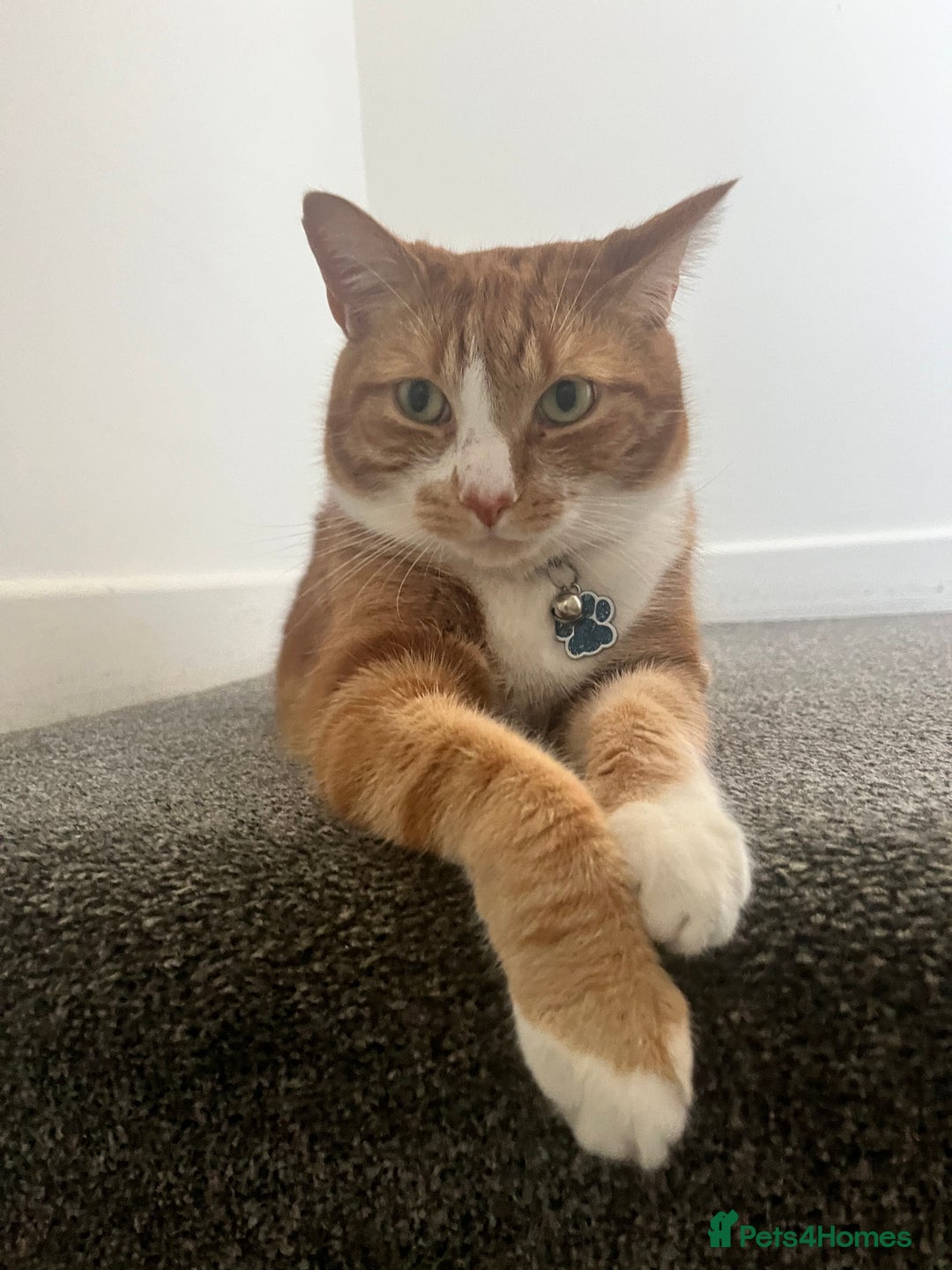 Mixed Breed cats for sale: Ginger 5 Year Old Male Cat - Advert 2