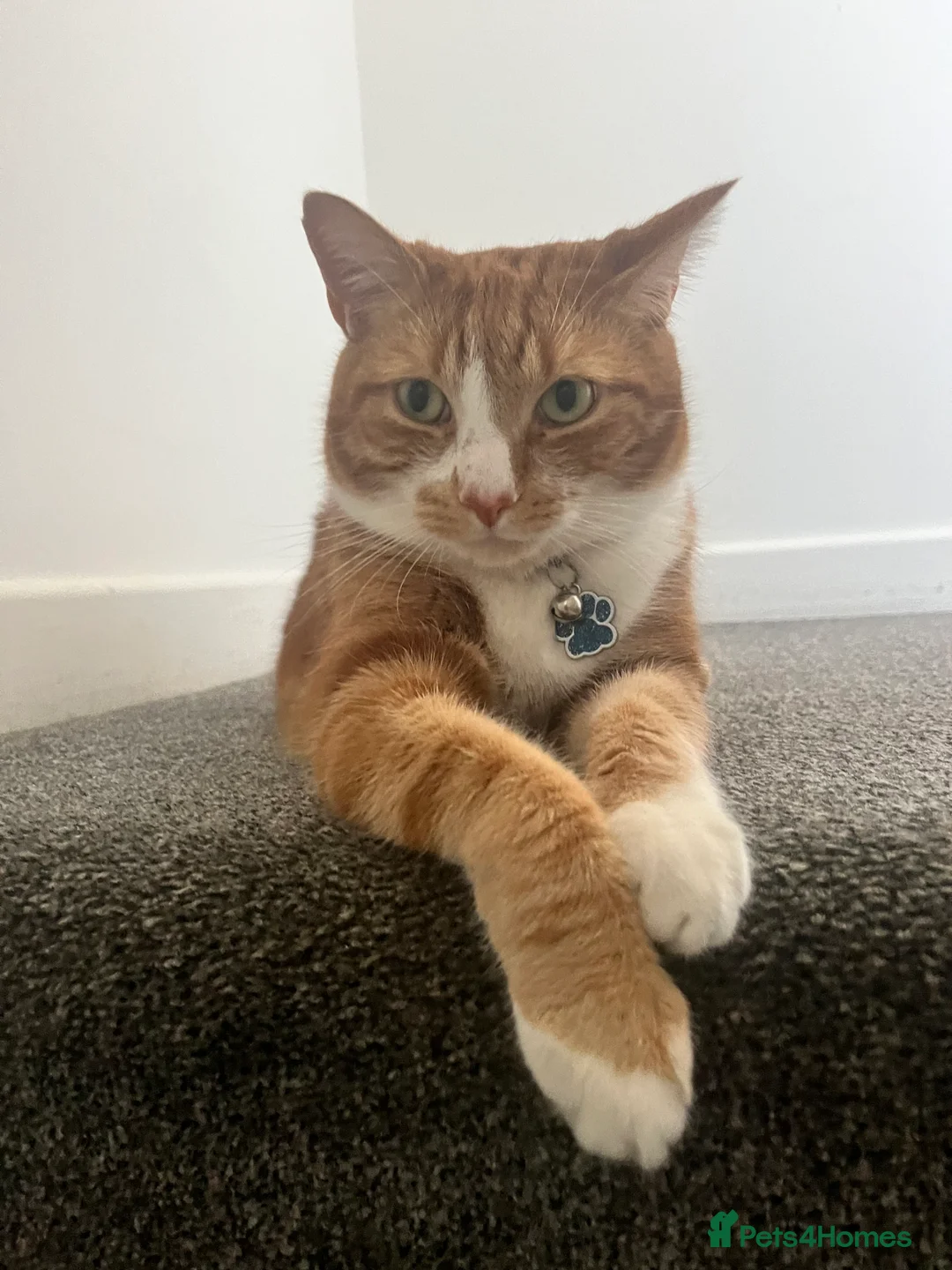 Mixed Breed cats for sale: Ginger 5 Year Old Male Cat - Advert 2
