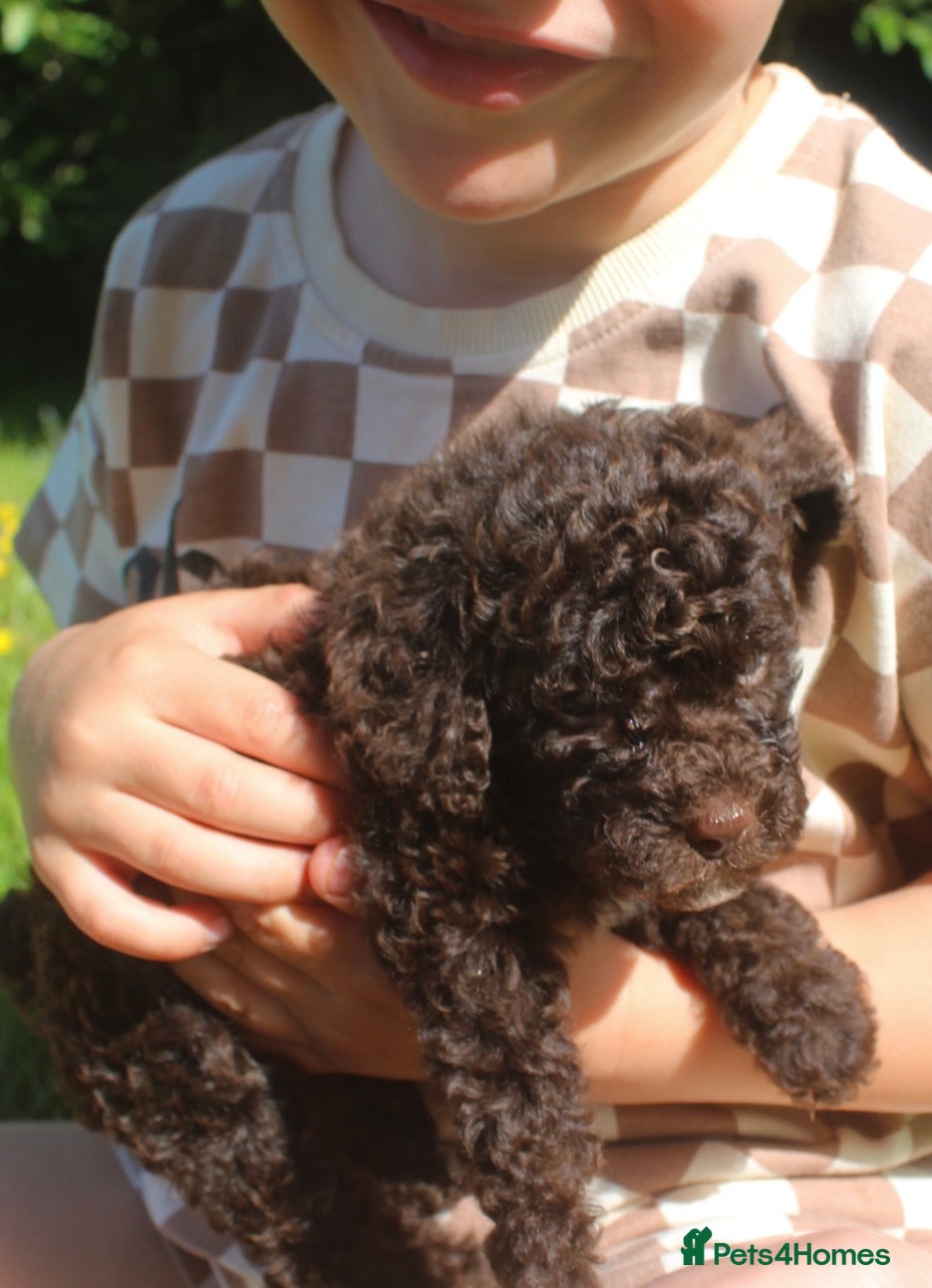 Cockapoo dogs Exceptional health tested American Cockapoos - Advert 2